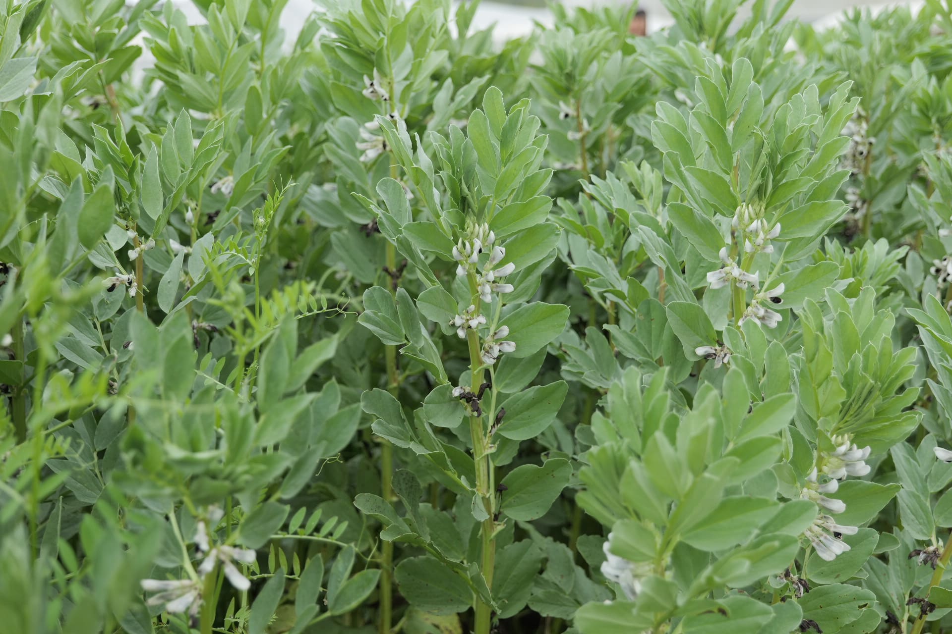 fava marro